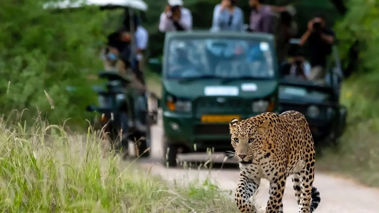 Jhalana Leopard Safari
